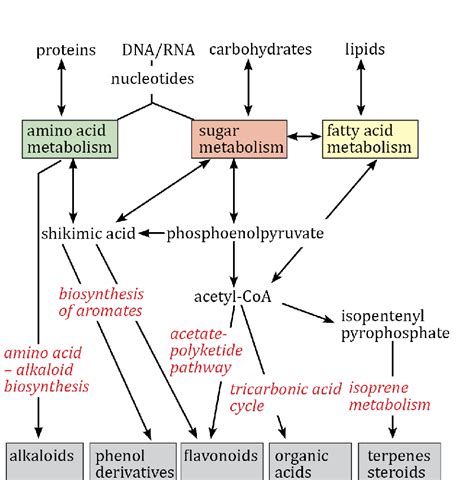 General scheme of biosynthetic pathways and precursors for the major... | Download Scientific ...