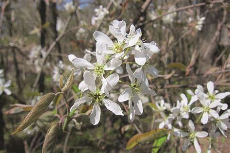 Your Turn: Shadbush – The plant with many names | TBR News Media