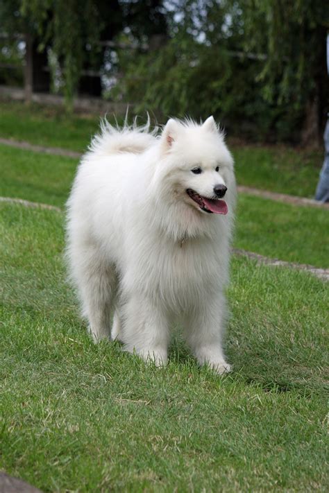 23+ Puppy White Fluffy Dog Samoyed - l2sanpiero