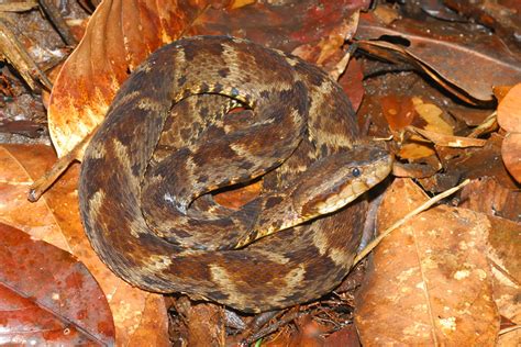 The Buckeye Herps Blog: Speaking of Bothrops