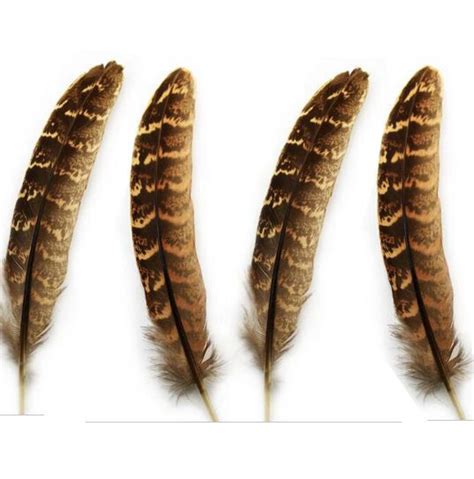 Female Ringneck Pheasant Tail Feathers