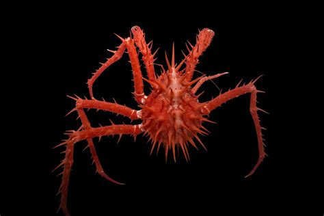 Bizarre new deep-sea creatures discovered off Australian coast | New ...