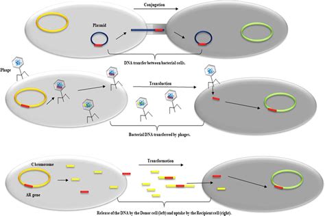 Plasmids and its types - Overall Science