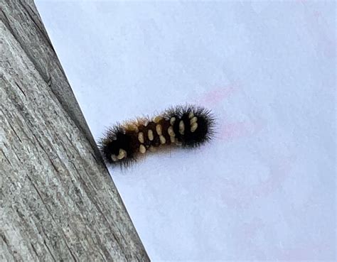 what is on this woolly caterpillar? : r/insects