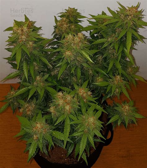 Buy Stardawg feminized seeds by Blackskull Seeds Organization - Herbies