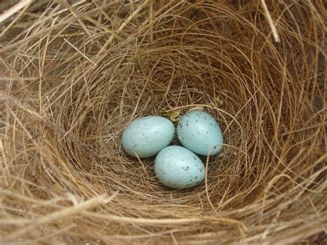 Crow's Egg and Nest - a photo on Flickriver