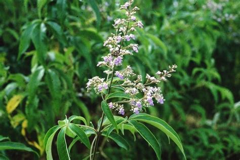 Did you know the medicinal benefit of Nirgundi plant? | Blog.Nurserylive.com | gardening in india