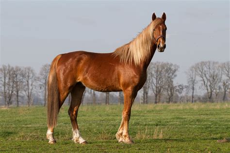 Breed Profile: The American Saddlebred Horse