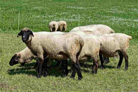 Organic Sheep Farming and Production Guide | Agri Farming