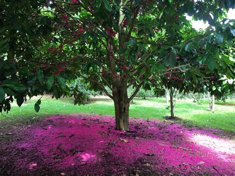 Pé de jambo 💜 Nature | Natureza | Árvore | Tree | Jardim, Natureza, Quintal