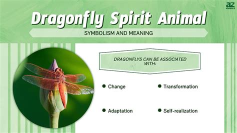 Dragonfly Spirit Animal Symbolism & Meaning - A-Z Animals