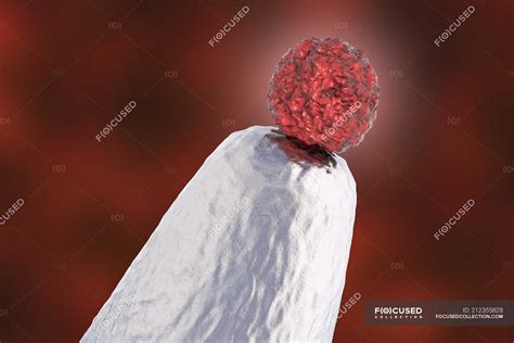 Human embryonic stem cell on pin tip, conceptual digital artwork ...