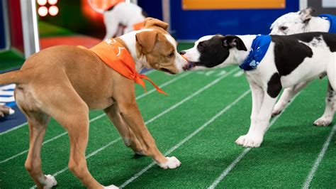 Puppy Bowl XVII: Team Ruff wins with dramatic last-minute comeback | CTV News