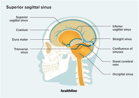 Huyết khối xoang dọc trên (SSS) là gì? - Khai Dân Trí