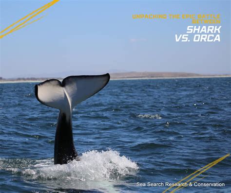 Shark vs Orca 19 - Save Our Seas Foundation