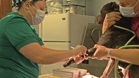 Craven-Pamlico Animal Services opens surgery suite