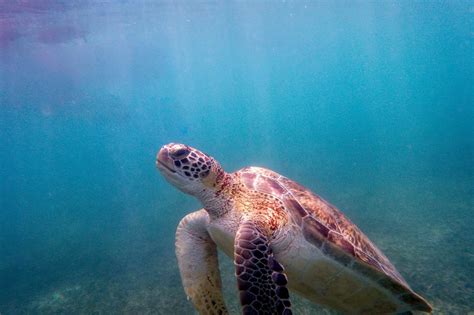 Top Tips to Snorkel with Sea Turtles in Akumal Bay (2020)