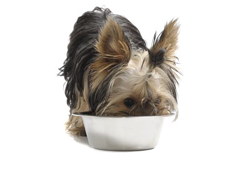 Dog Food Allergies and How to Beat Them | BioStar US