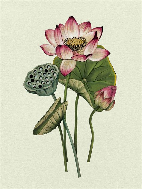 Pin di Rinda Sabin su Art | Dipingere fiori, Fiore di loto, Illustrazione botanica