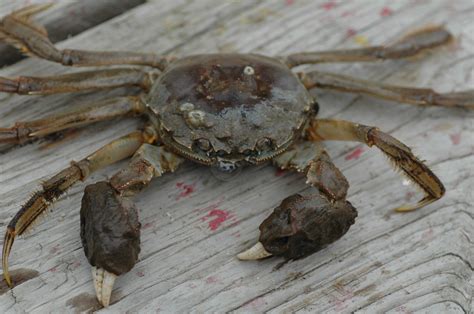 The mystery of the mitten crabs - Scienceline