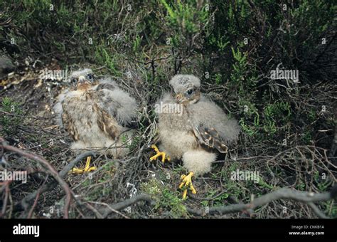 Merlin Bird Uk Stock Photos & Merlin Bird Uk Stock Images - Alamy