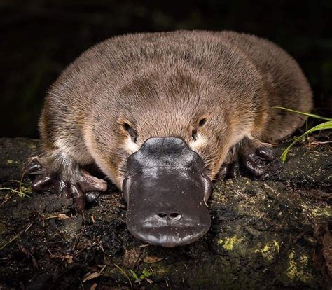 Ornitorrinco | Platypus, Animals, Australian animals