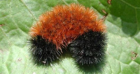 How Did A Fuzzy Caterpillar Become A Weather Forecaster? - Farmers’ Almanac | Wooly bear ...