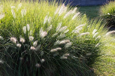 Pennisetum Alop Hameln | ubicaciondepersonas.cdmx.gob.mx