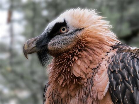 What is a Bearded Vulture? 'Unique Alpine Birds of Prey' — Miramonti ...