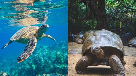 Turtles vs Tortoises: What's the Difference? - Online Field Guide