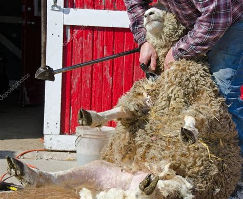 Sheep shearer shearing a sheep — Stock Photo © jentara #44240713