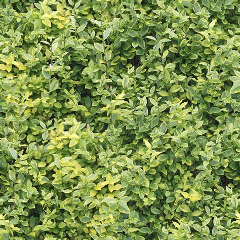 HIGH RESOLUTION TEXTURES: Seamless hedge green yellow leaves tree texture