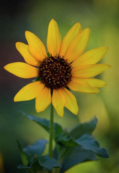 Golden Sunflower Photograph by Saija Lehtonen - Fine Art America