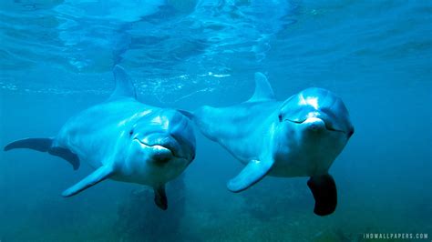 Dolphin Underwater Wallpaper - WallpaperSafari