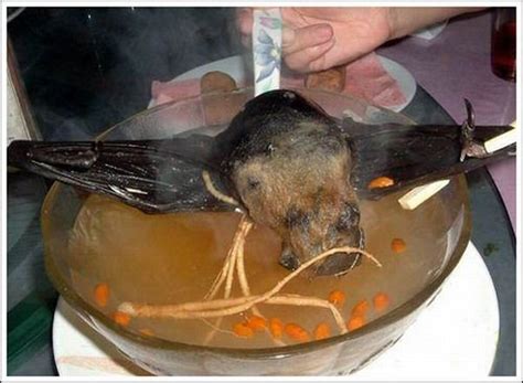 animals world: Delicious Bat Soup Amazing Yuck Pictures | Delicious Bat ...