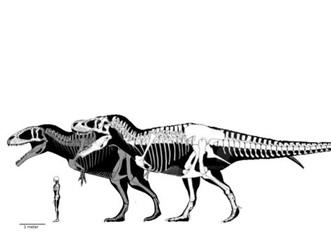 Carcharodontosaurus and Tyrannosaurus size comparison-Nelson howell on ...