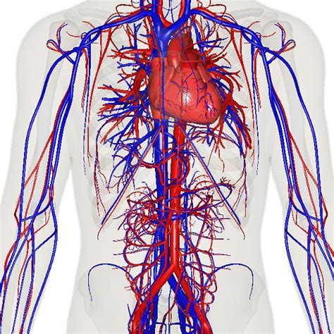 Organ - Definition, Types and Examples | Biology Dictionary