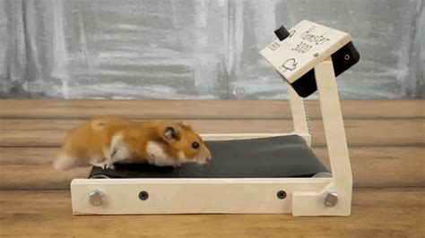 How to Build a Tiny Working Treadmill For Hamsters