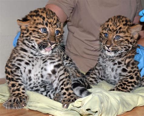 Chicago Zoological Society - Amur Leopard Cubs Born at Brookfield Zoo