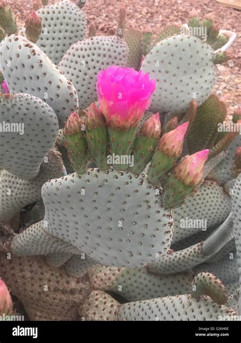 Paddle cactus hi-res stock photography and images - Alamy