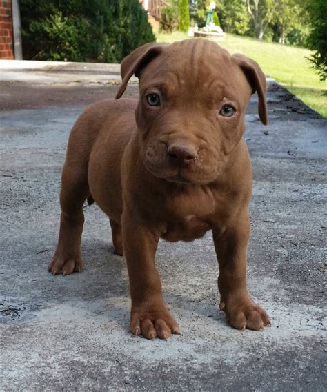 Download Cute Brown Pitbull Puppy Wallpaper | Wallpapers.com