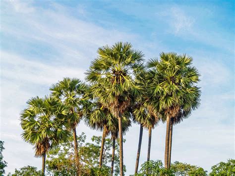 Ficha del Sabal palmetto | Universo Palmeras