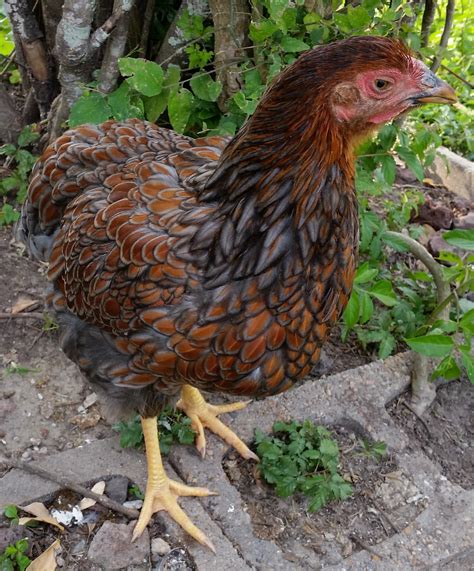 Blue Laced Red Wyandotte 18 1/2 weeks | BackYard Chickens - Learn How to Raise Chickens