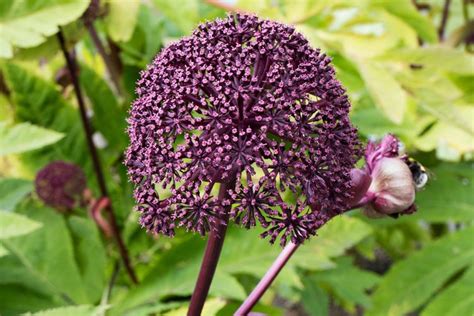 15 Flowering Shade Perennials for Fall