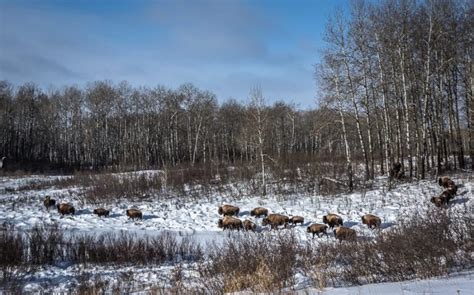 Riding Mountain National Park in Winter | Hike Bike Travel