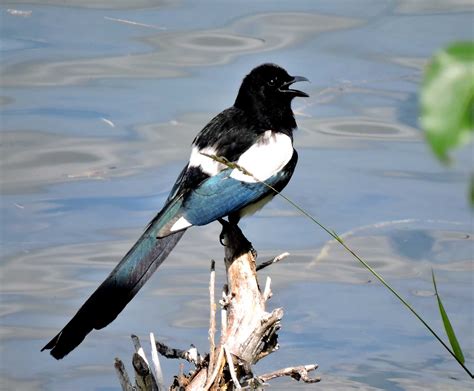 Black-billed magpie - Wenatchee Naturalist