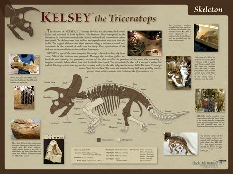 Triceratops horridus KELSEY – Skeleton Poster – Media Display – Black ...