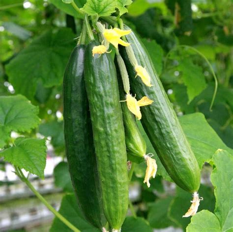 Persian Cucumber Seeds | Lebanese Middle Eastern Cucumbers Beit Alpha F1 Hybrid Burpless ...