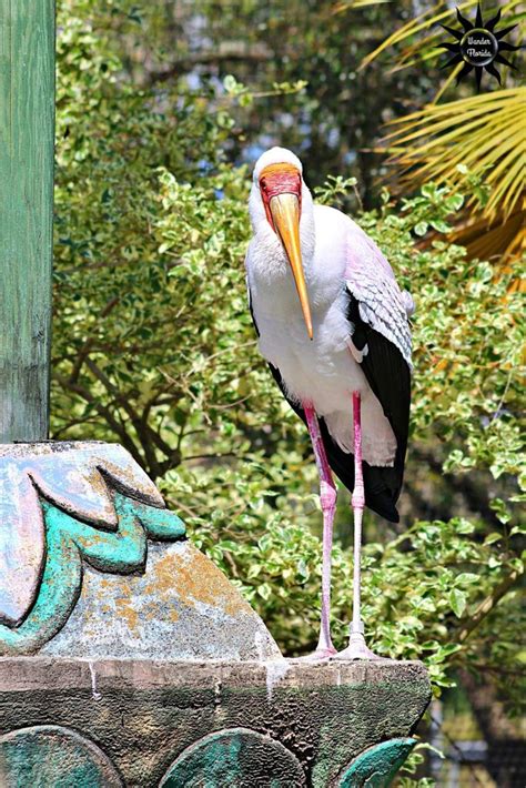 Why ZooTampa is the BEST Zoo in Tampa, Fl - Wander Florida | Tampa, Zoo, Fun places for kids