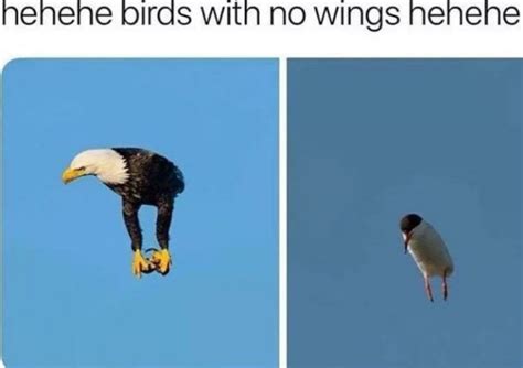 birds without wings :D : r/memes